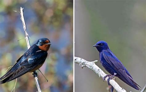 purple martin vs barn swallow